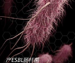 产ESBL肠杆菌